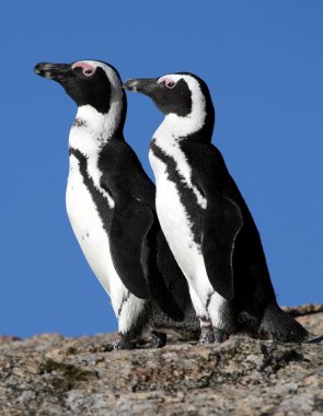 African Penguins clipart