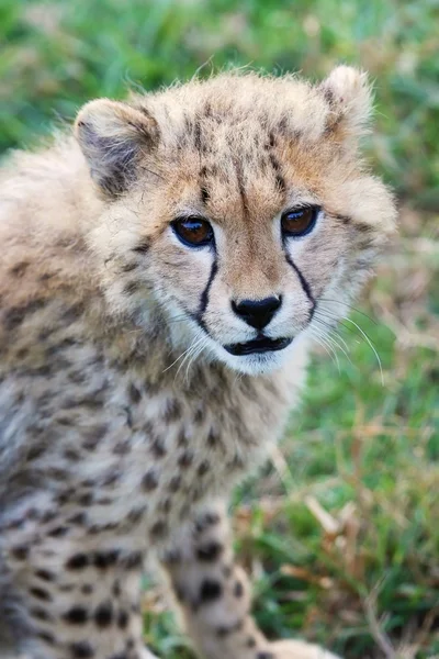 Gepard cub — Zdjęcie stockowe