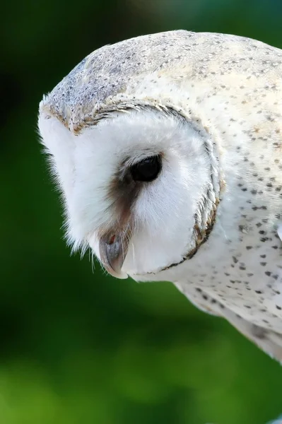 Профиль совы амбара — стоковое фото