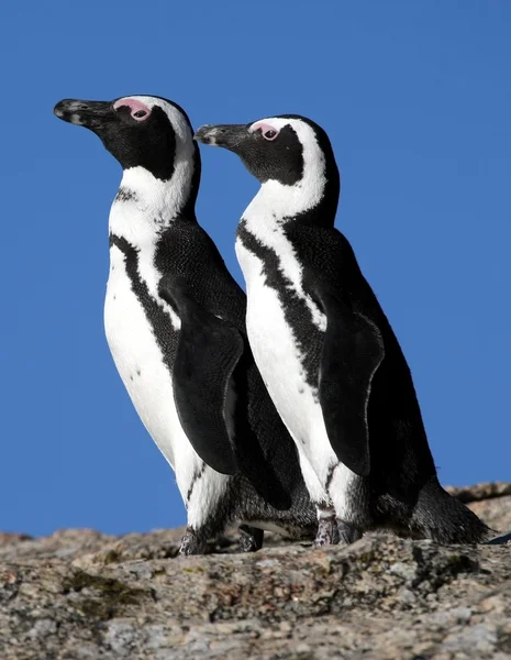 Afrika penguenler — Stok fotoğraf