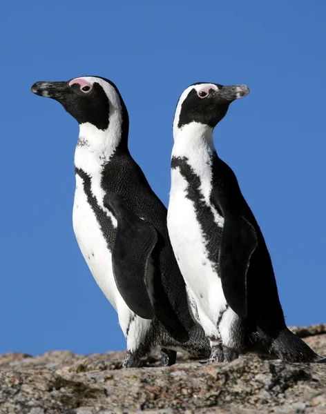 Pinguins africanos — Fotografia de Stock