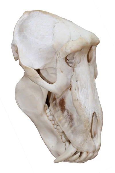 stock image Baboon Skull Isolated