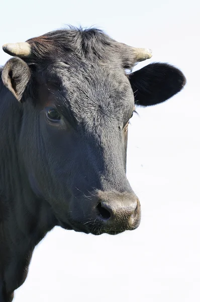 Toro nero — Foto Stock