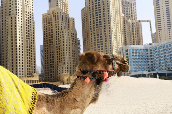 Camelo na cidade — Fotografia de Stock