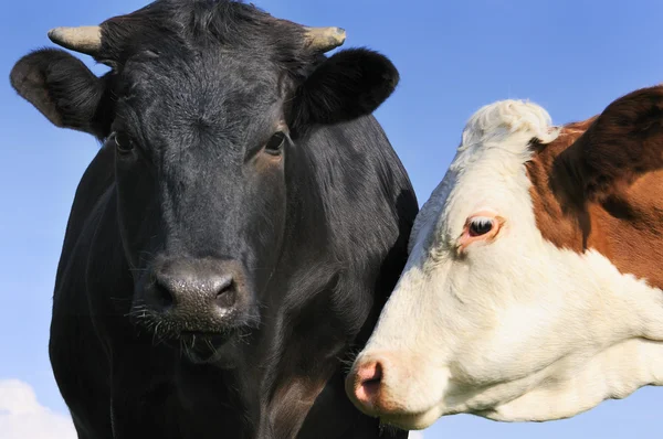Schwarzer Stier und seine Kuh — Stockfoto