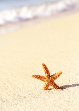 Starfish in vacations clipart