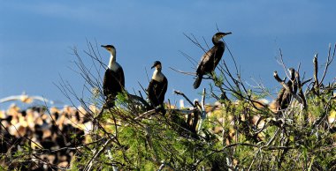Cormorants clipart