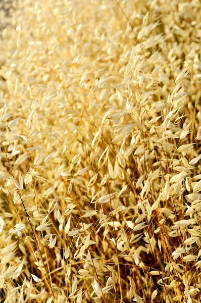 stock image Oat field