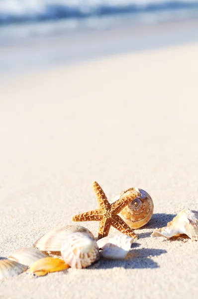 Zeester op het strand — Stockfoto