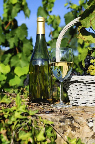 Урожай и вино — стоковое фото