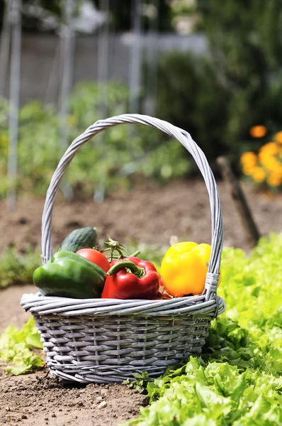 Vegetables gerden — Stock Photo, Image