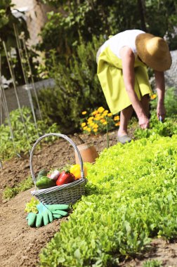 Woman is gardening clipart