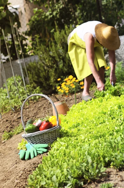 Woman is gardening — Stock Photo, Image