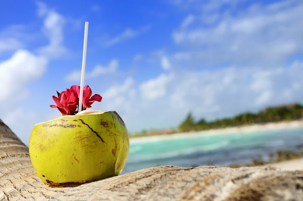 해변에 있는 코코넛 — 스톡 사진