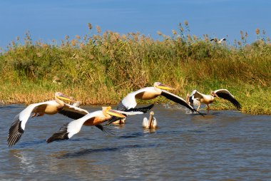 Group of pelicans clipart