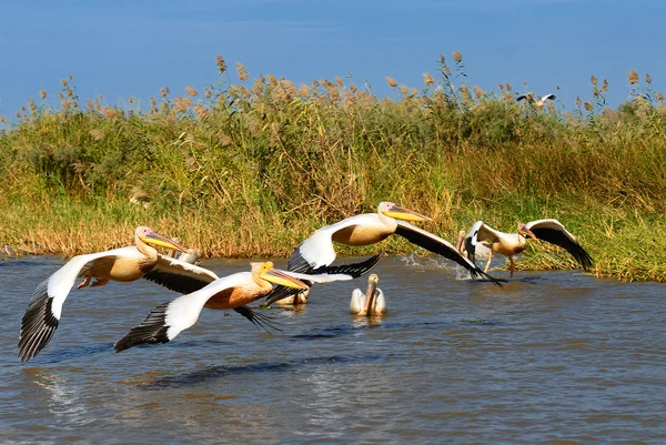 Group of pelicans — Stock Photo, Image