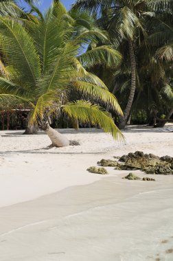 hindistancevizi palmiye