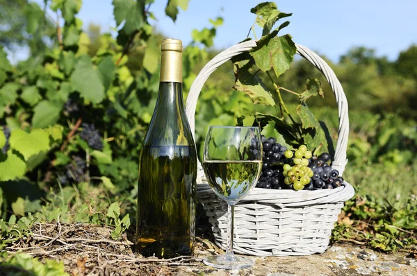 수확과 와인 — 스톡 사진