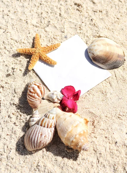 Boş kağıt plaj kum deniz yıldızı kabukları yaz — Stok fotoğraf