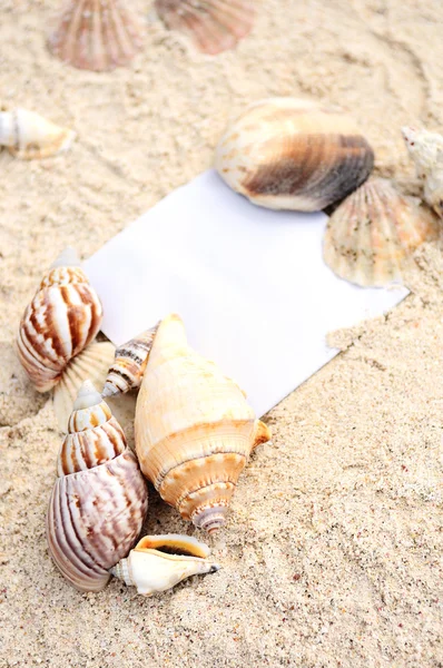 Blank paper beach sand starfish shells summer — Stock Photo, Image