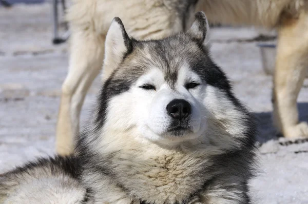 Samoyede собака — стокове фото