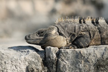 vahşi iguana portre