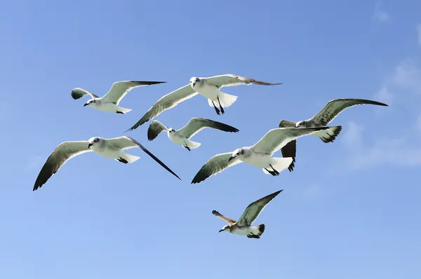 Group of seagull — Stock Photo, Image