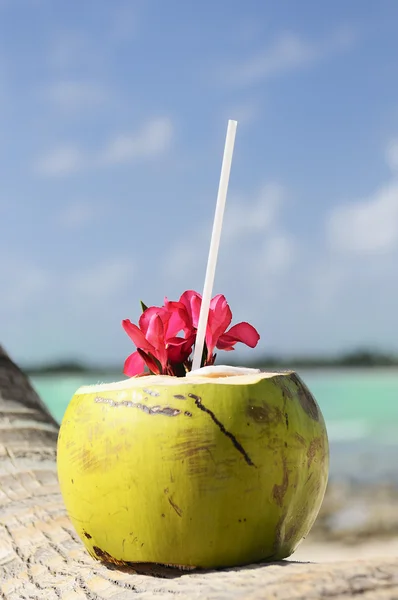 Coconuts on the beach — Stock Photo, Image