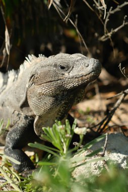 Wild iguana portrait clipart