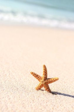 Starfish in vacations clipart