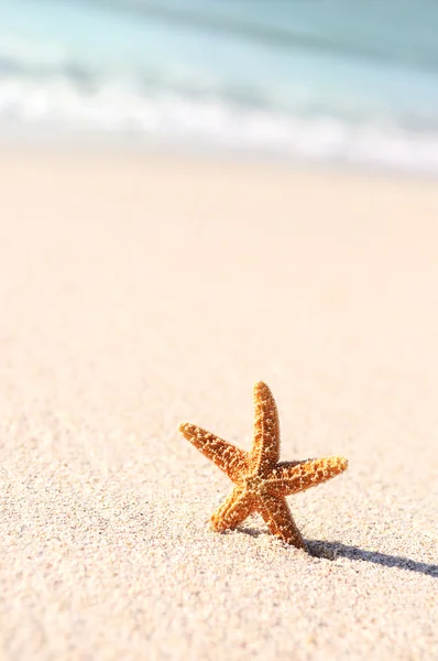 Starfish in vacations — Stock Photo, Image