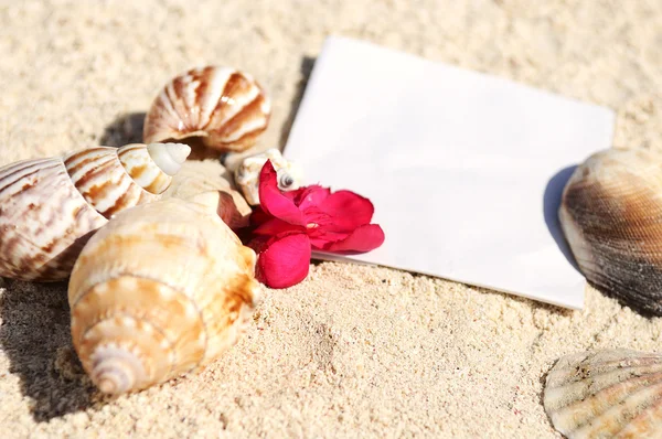 空白の紙砂ビーチ ヒトデ シェル夏 — ストック写真