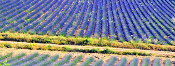 Lavendel i landskapet — Stockfoto