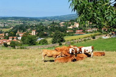 bir köyde beaujolais, Fransa