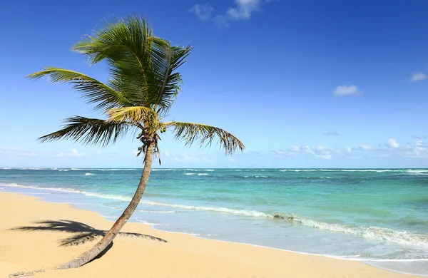 Palm tree in a tropical beach — Stock Photo, Image