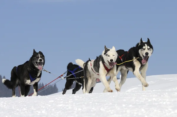 Sportiga hundar — Stockfoto