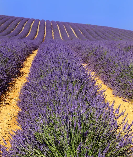 Lavendel i landskapet — Stockfoto