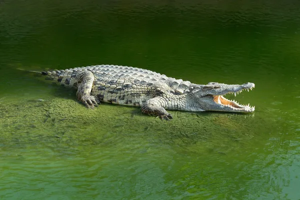 Aligator — Zdjęcie stockowe