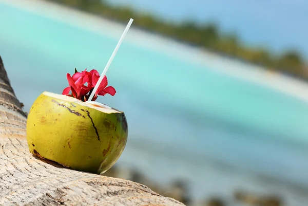 Noix de coco sur la plage — Photo