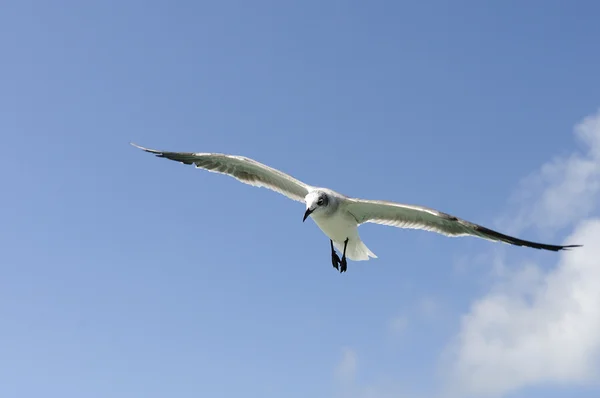 A beautiful seagull — Stock Photo, Image
