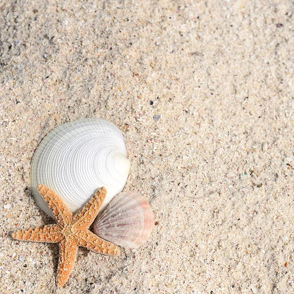 Conchas de estrellas de mar verano — Foto de Stock
