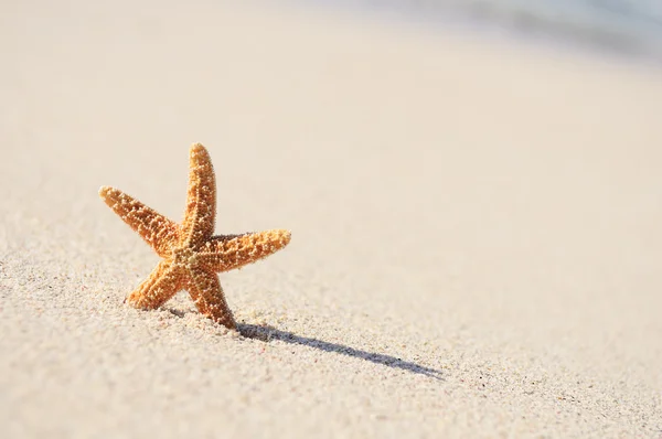 Морские звезды в отпуске — стоковое фото