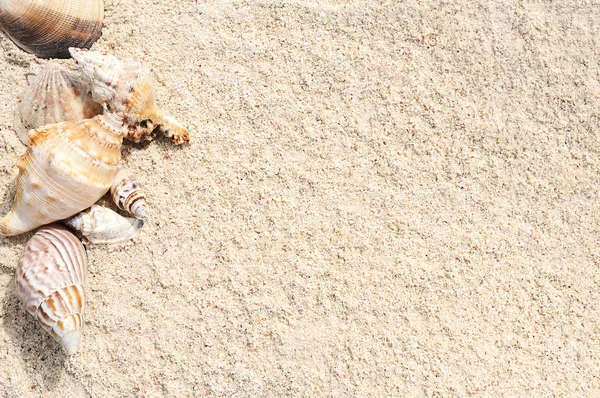 Estrella de mar en la playa — Foto de Stock