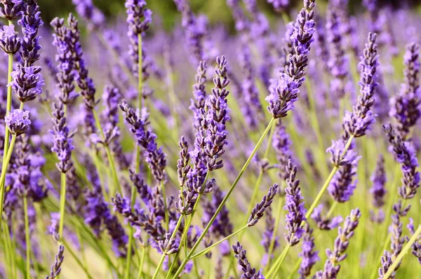 Lavendel i landskapet — Stockfoto