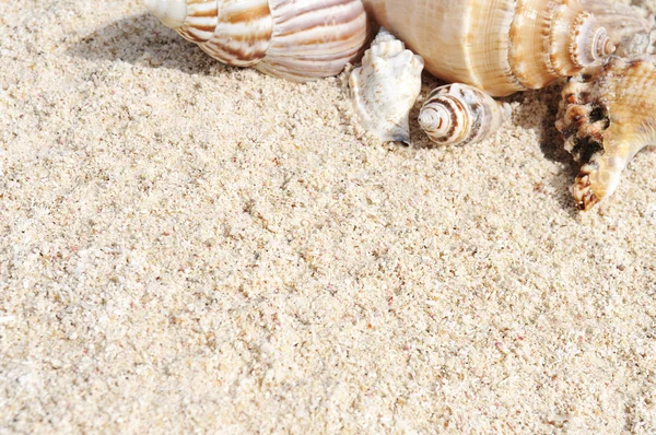 Морська зірка на пляжі — стокове фото