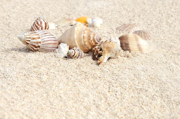 海滩上的海星 — 图库照片