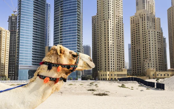 Kamel i staden — Stockfoto