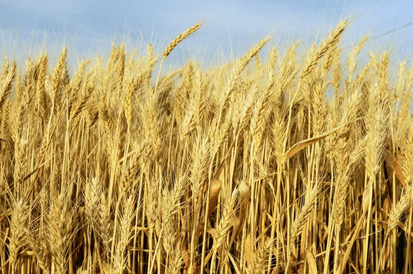 stock image Wheat field