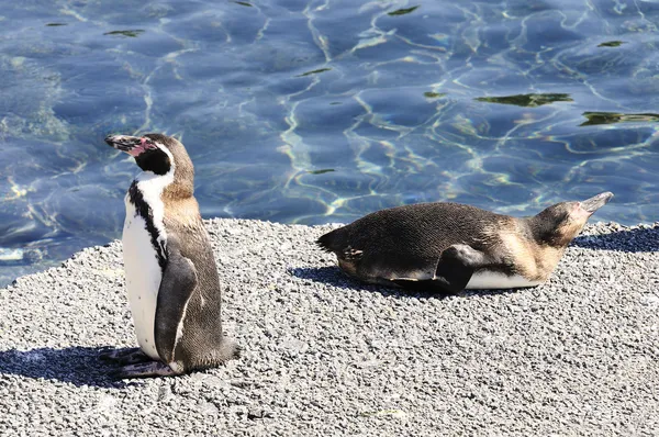 Dois pinguins a sonhar — Fotografia de Stock
