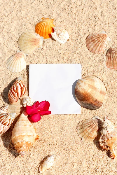 Leeres Papier Strand Sand Seesterne Muscheln Sommer — Stockfoto